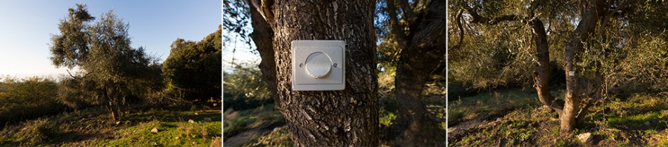 CM-triptique-arbre-olivier